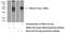 F-Box And Leucine Rich Repeat Protein 8 antibody, 16505-1-AP, Proteintech Group, Western Blot image 