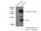 TAGLN2 antibody, 60044-1-Ig, Proteintech Group, Immunoprecipitation image 