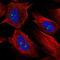 RNA Binding Motif Protein 19 antibody, HPA058732, Atlas Antibodies, Immunofluorescence image 