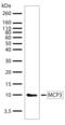 Macrophage, Monocyte Chemotactic Protein-3 antibody, 710113, Invitrogen Antibodies, Western Blot image 