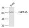 Cell Division Cycle 14A antibody, GTX52005, GeneTex, Western Blot image 