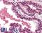 DNA Fragmentation Factor Subunit Alpha antibody, LS-B558, Lifespan Biosciences, Immunohistochemistry frozen image 