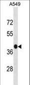 Complement Component 5a Receptor 2 antibody, LS-C157782, Lifespan Biosciences, Western Blot image 