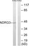 NDRG Family Member 3 antibody, PA5-39365, Invitrogen Antibodies, Western Blot image 