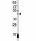 Suppressor Of Variegation 3-9 Homolog 1 antibody, F43444-0.4ML, NSJ Bioreagents, Western Blot image 