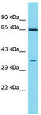 Olfactory receptor 1087 antibody, TA342697, Origene, Western Blot image 