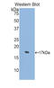 Semaphorin 4D antibody, LS-C372736, Lifespan Biosciences, Western Blot image 
