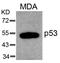 p53 antibody, 79-529, ProSci, Western Blot image 