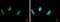 RAD18 E3 Ubiquitin Protein Ligase antibody, PA5-22320, Invitrogen Antibodies, Immunofluorescence image 