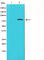 Protein Kinase C Delta antibody, abx011392, Abbexa, Western Blot image 