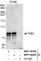 TGF-Beta Activated Kinase 1 (MAP3K7) Binding Protein 2 antibody, NBP1-46199, Novus Biologicals, Immunoprecipitation image 