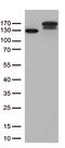 Transcriptional Repressor GATA Binding 1 antibody, CF813181, Origene, Western Blot image 