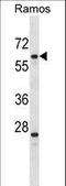 Pleiotropic Regulator 1 antibody, LS-C163798, Lifespan Biosciences, Western Blot image 