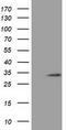 Chromosome 16 Open Reading Frame 72 antibody, TA501594S, Origene, Western Blot image 