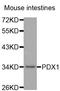 Pancreatic And Duodenal Homeobox 1 antibody, MBS126888, MyBioSource, Western Blot image 
