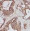 IQ Motif Containing K antibody, FNab04377, FineTest, Immunohistochemistry frozen image 