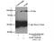 Toll Like Receptor 5 antibody, 19810-1-AP, Proteintech Group, Immunoprecipitation image 