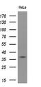 DnaJ Heat Shock Protein Family (Hsp40) Member B1 antibody, MA5-25362, Invitrogen Antibodies, Western Blot image 