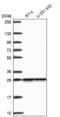 U2 small nuclear ribonucleoprotein B antibody, NBP2-69013, Novus Biologicals, Western Blot image 