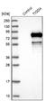 Tigger Transposable Element Derived 4 antibody, NBP1-86303, Novus Biologicals, Western Blot image 