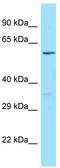 Phosphatidylinositol Specific Phospholipase C X Domain Containing 1 antibody, TA343256, Origene, Western Blot image 