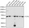 T-Complex-Associated-Testis-Expressed 1 antibody, A15216, ABclonal Technology, Western Blot image 