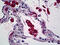 Mannose Receptor C-Type 1 antibody, 51-767, ProSci, Immunohistochemistry paraffin image 