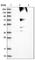 Ring Finger Protein 139 antibody, HPA001202, Atlas Antibodies, Western Blot image 