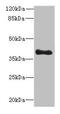 rTFEC antibody, LS-C376765, Lifespan Biosciences, Western Blot image 
