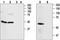 Adenosine A2a Receptor antibody, TA328706, Origene, Western Blot image 