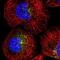 Sorting nexin-17 antibody, PA5-60540, Invitrogen Antibodies, Immunofluorescence image 
