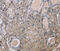 EP300 Interacting Inhibitor Of Differentiation 1 antibody, MBS2526316, MyBioSource, Immunohistochemistry frozen image 