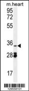 Oxidoreductase NAD Binding Domain Containing 1 antibody, 55-843, ProSci, Western Blot image 