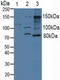 Integrin Subunit Alpha 2 antibody, LS-C372690, Lifespan Biosciences, Western Blot image 