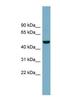Colony Stimulating Factor 1 antibody, NBP1-59425, Novus Biologicals, Enzyme Linked Immunosorbent Assay image 