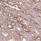 Ferrochelatase, mitochondrial antibody, PA5-61678, Invitrogen Antibodies, Immunohistochemistry paraffin image 
