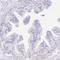 Receptor Accessory Protein 1 antibody, HPA058061, Atlas Antibodies, Immunohistochemistry frozen image 
