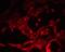 Protein spinster homolog 1 antibody, 7651, ProSci, Immunofluorescence image 