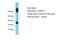 Pyroglutamyl-Peptidase I Like antibody, A18492, Boster Biological Technology, Western Blot image 