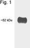 Thyroid Hormone Receptor Alpha antibody, MA1-215, Invitrogen Antibodies, Western Blot image 