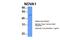 NOVA Alternative Splicing Regulator 1 antibody, 29-288, ProSci, Western Blot image 