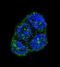 Heterogeneous Nuclear Ribonucleoprotein K antibody, orb214045, Biorbyt, Immunofluorescence image 