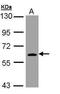 Thioredoxin Reductase 1 antibody, PA5-28886, Invitrogen Antibodies, Western Blot image 