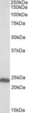 CREB Regulated Transcription Coactivator 2 antibody, 42-407, ProSci, Western Blot image 