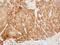 VDP p115 antibody, NBP2-20851, Novus Biologicals, Immunohistochemistry paraffin image 