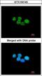 ERCC Excision Repair 8, CSA Ubiquitin Ligase Complex Subunit antibody, LS-B4076, Lifespan Biosciences, Immunofluorescence image 