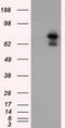 Aryl Hydrocarbon Receptor Nuclear Translocator antibody, LS-C115183, Lifespan Biosciences, Western Blot image 