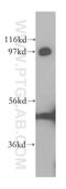 Matrin 3 antibody, 12202-2-AP, Proteintech Group, Western Blot image 