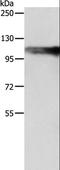 Alanyl-TRNA Synthetase 2, Mitochondrial antibody, LS-C403800, Lifespan Biosciences, Western Blot image 