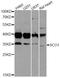 SCO Cytochrome C Oxidase Assembly Protein 1 antibody, A6734, ABclonal Technology, Western Blot image 